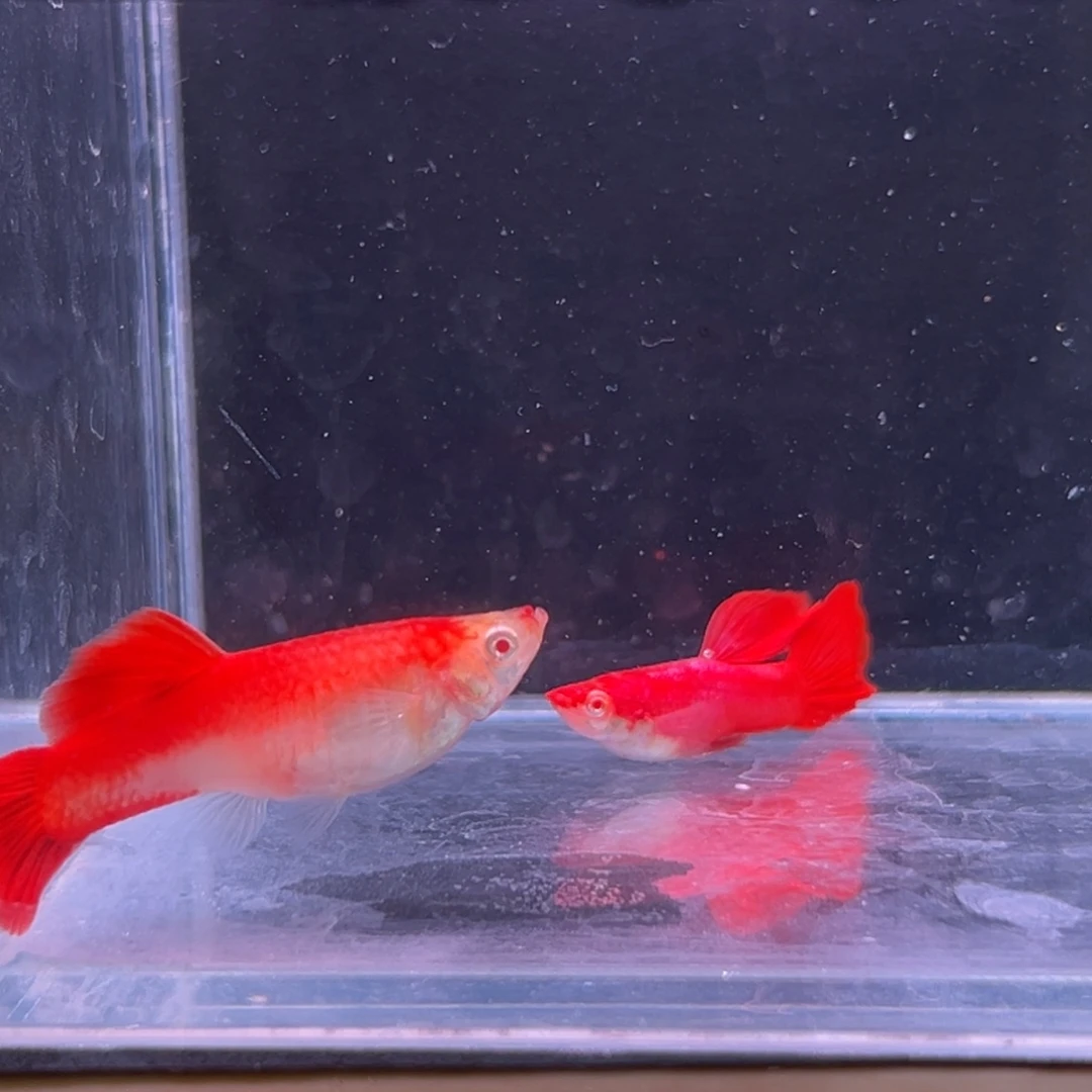 孔雀鱼通背大背血红一对