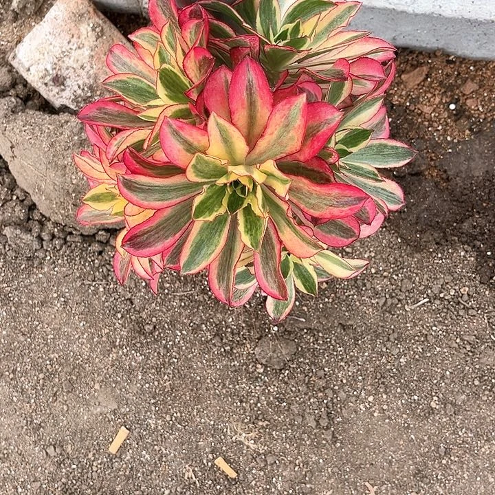 春*晚魅影法师多肉植物