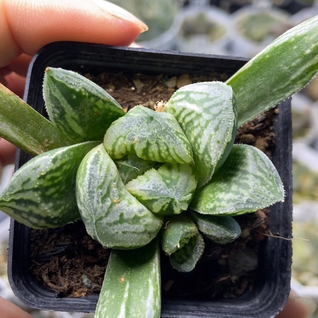 白虎克寿一物一拍
