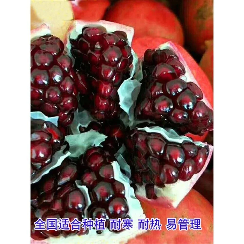无籽石榴苗突尼斯软籽石榴树苗黑子石榴树果树南北方种植当年结果