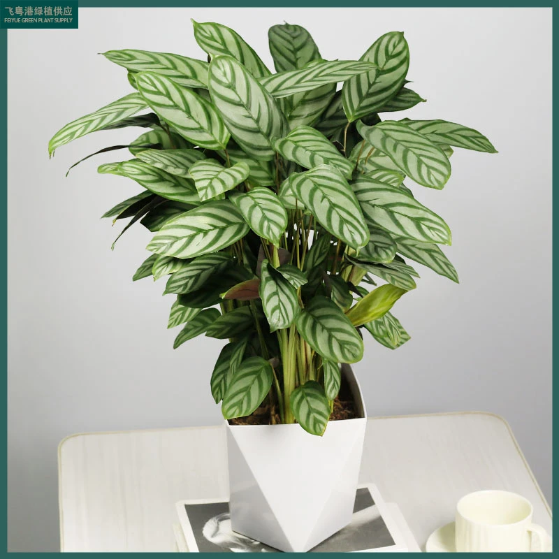 【新飞羽竹芋】室内中大型落地好养耐阴植物盆栽