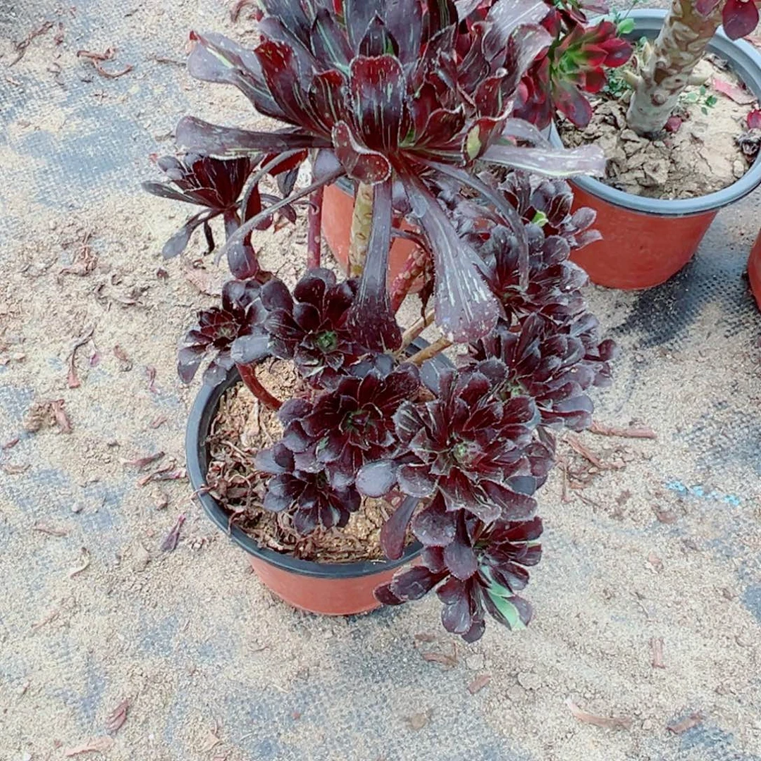 523水墨丹青多肉植物法师