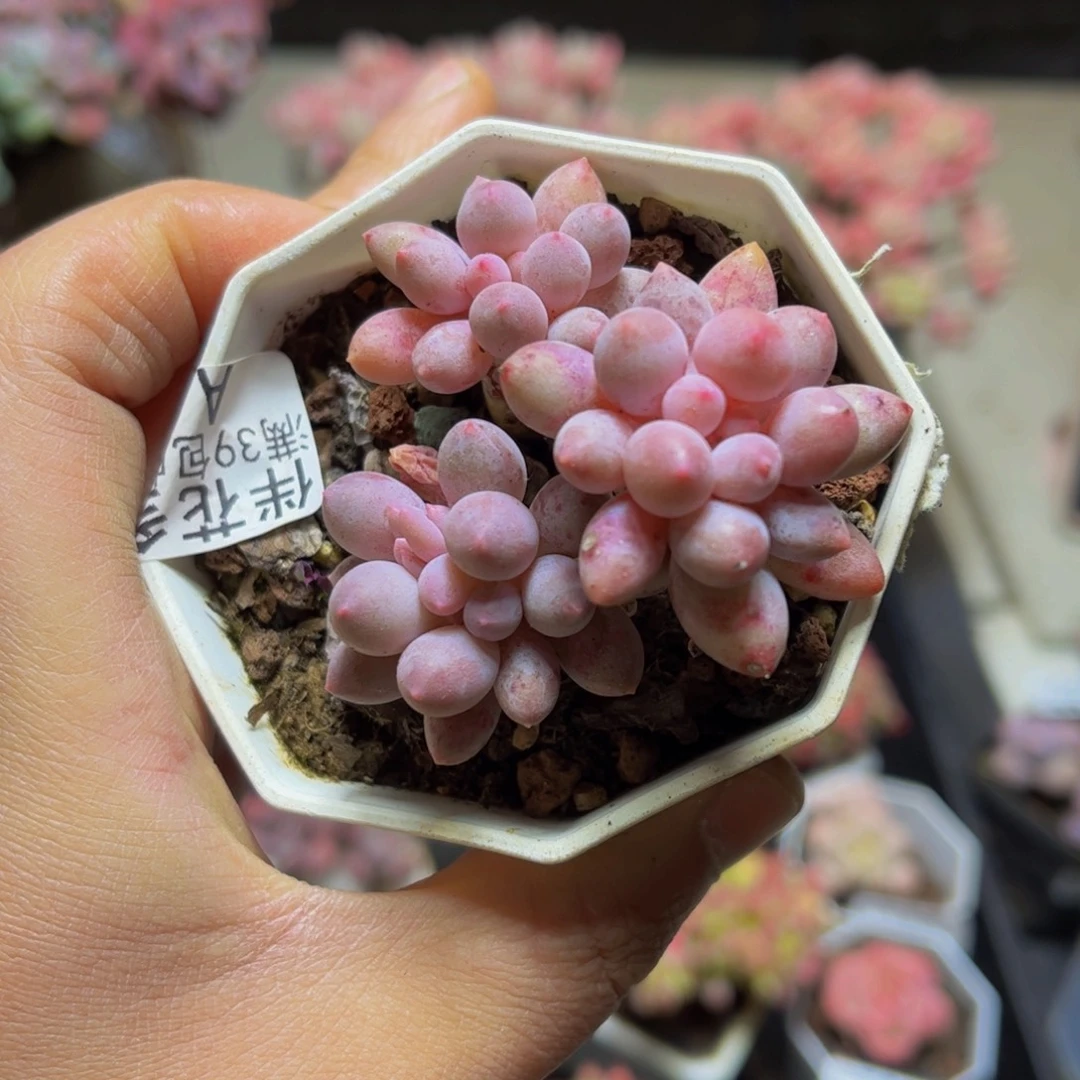 611手指奶5厘米多肉