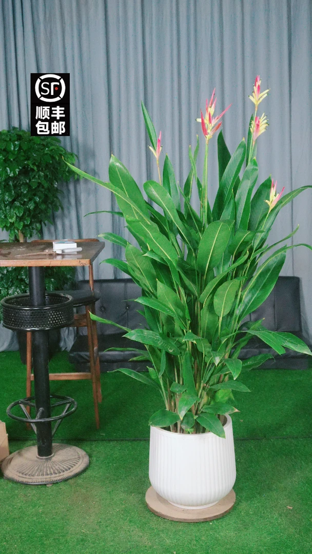 【顺丰包邮】1.1-1.3米富贵鸟常年开花大型绿植盆栽净化空气吸甲醛
