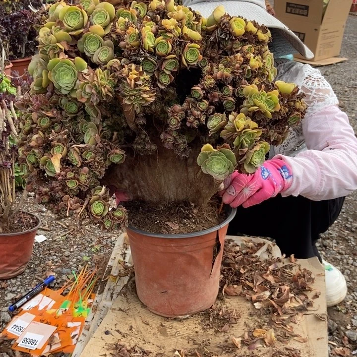 光***军865玫瑰缀化老桩老桩伤