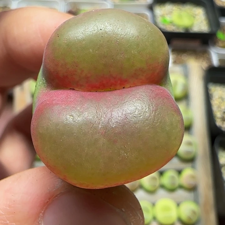 嘟嘟反唇2.5+多肉植物