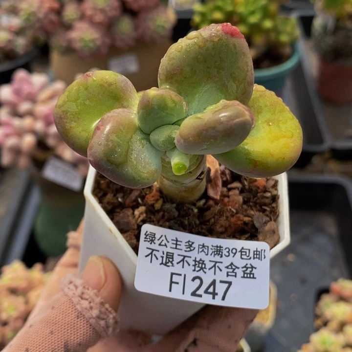 芒果kk奶247多肉植物