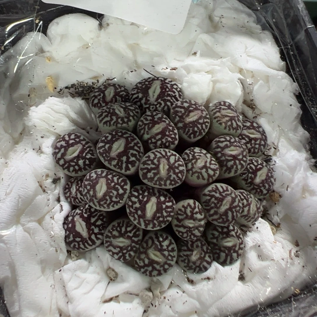 莹***14-100肉锥多肉植物