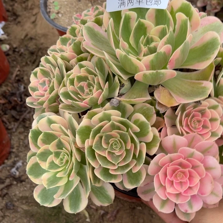 女郎的人多肉的人0646