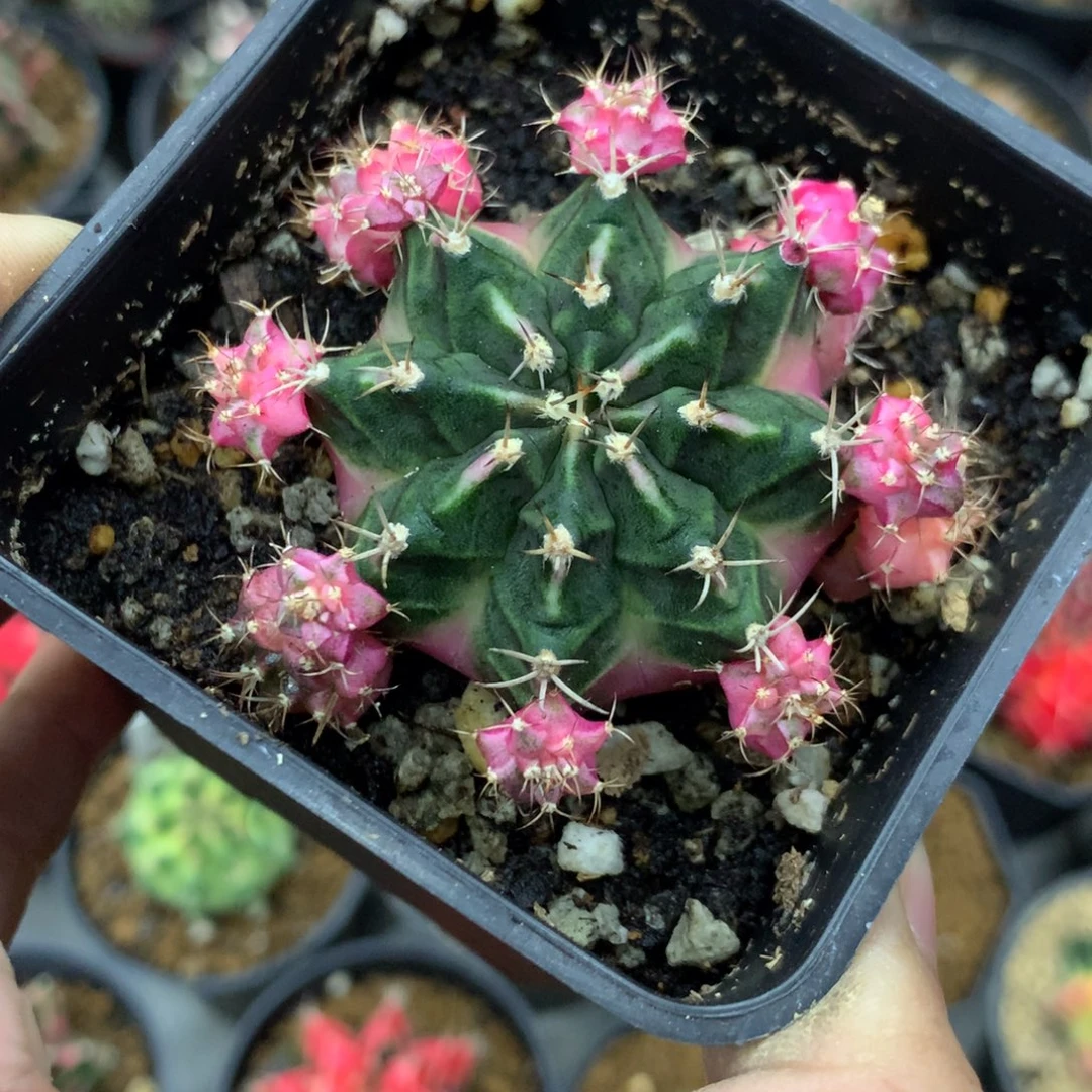 仙人球米哈泡泡侧牙