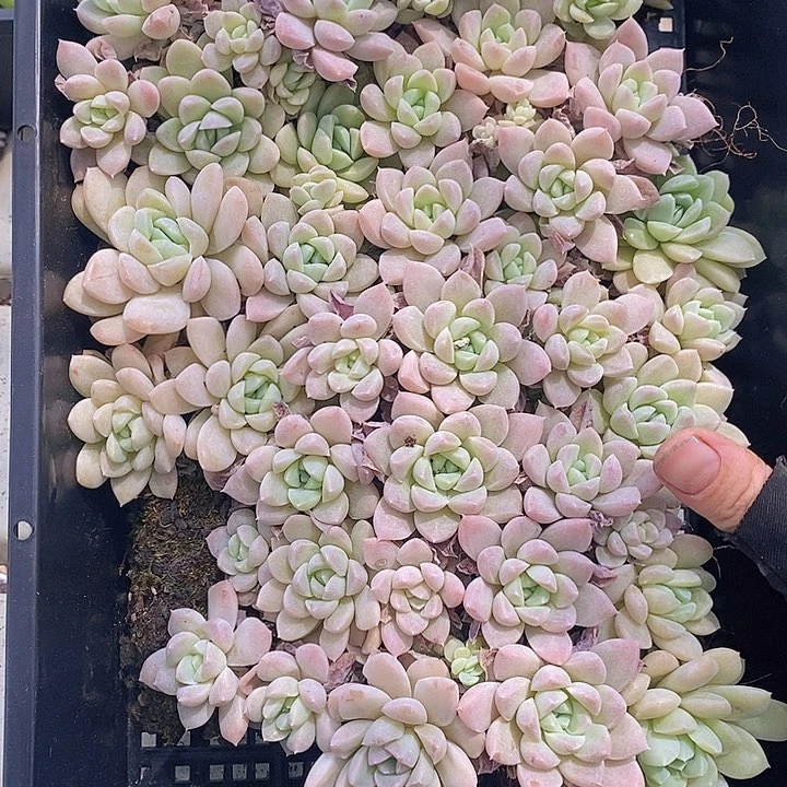 91 多肉植物盆栽花卉植物