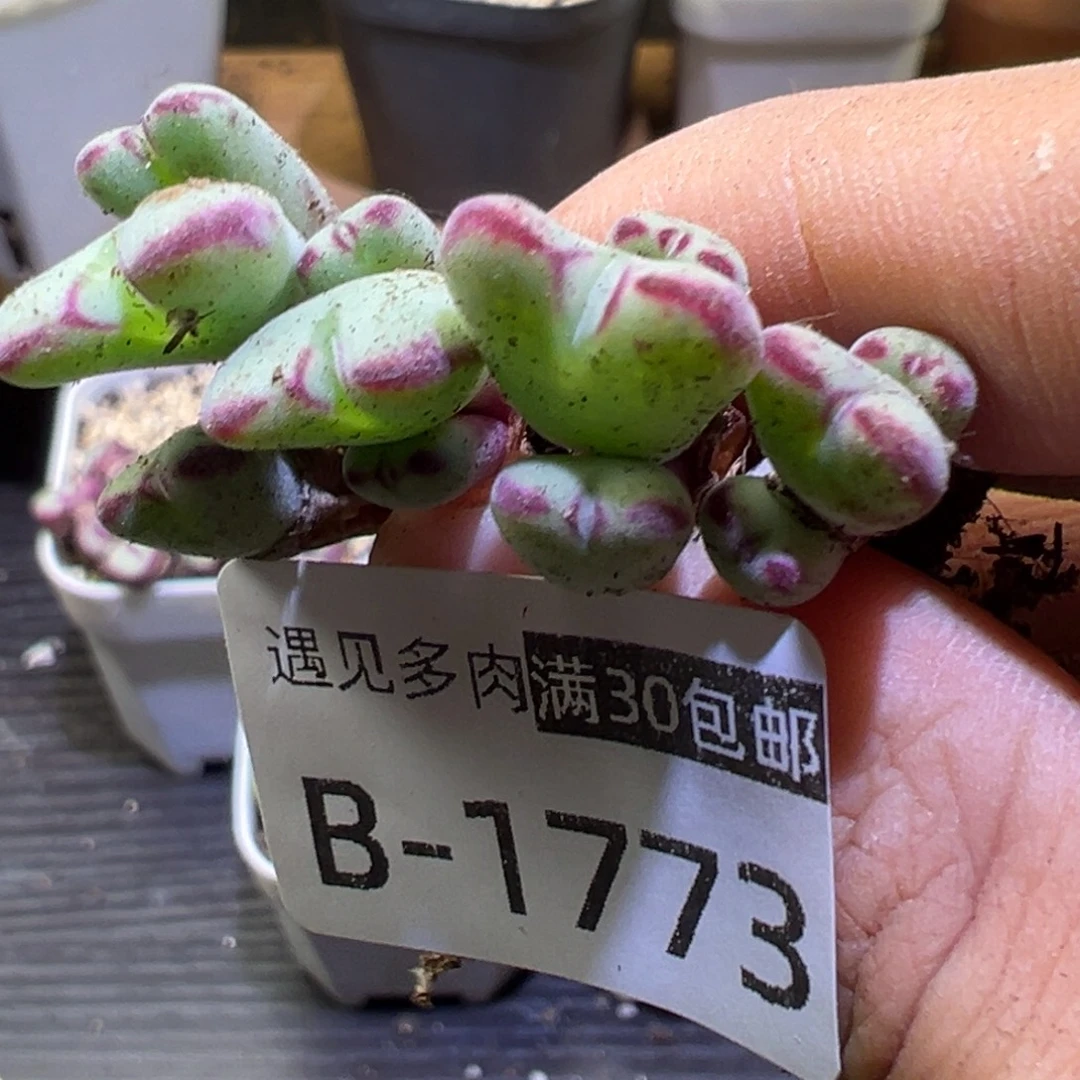 多肉植物111111111111