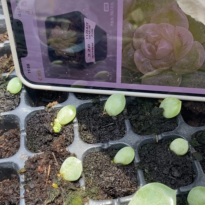 碎玉819芽苗一个多肉