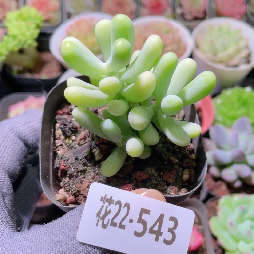 花利美22-543香蕉美人