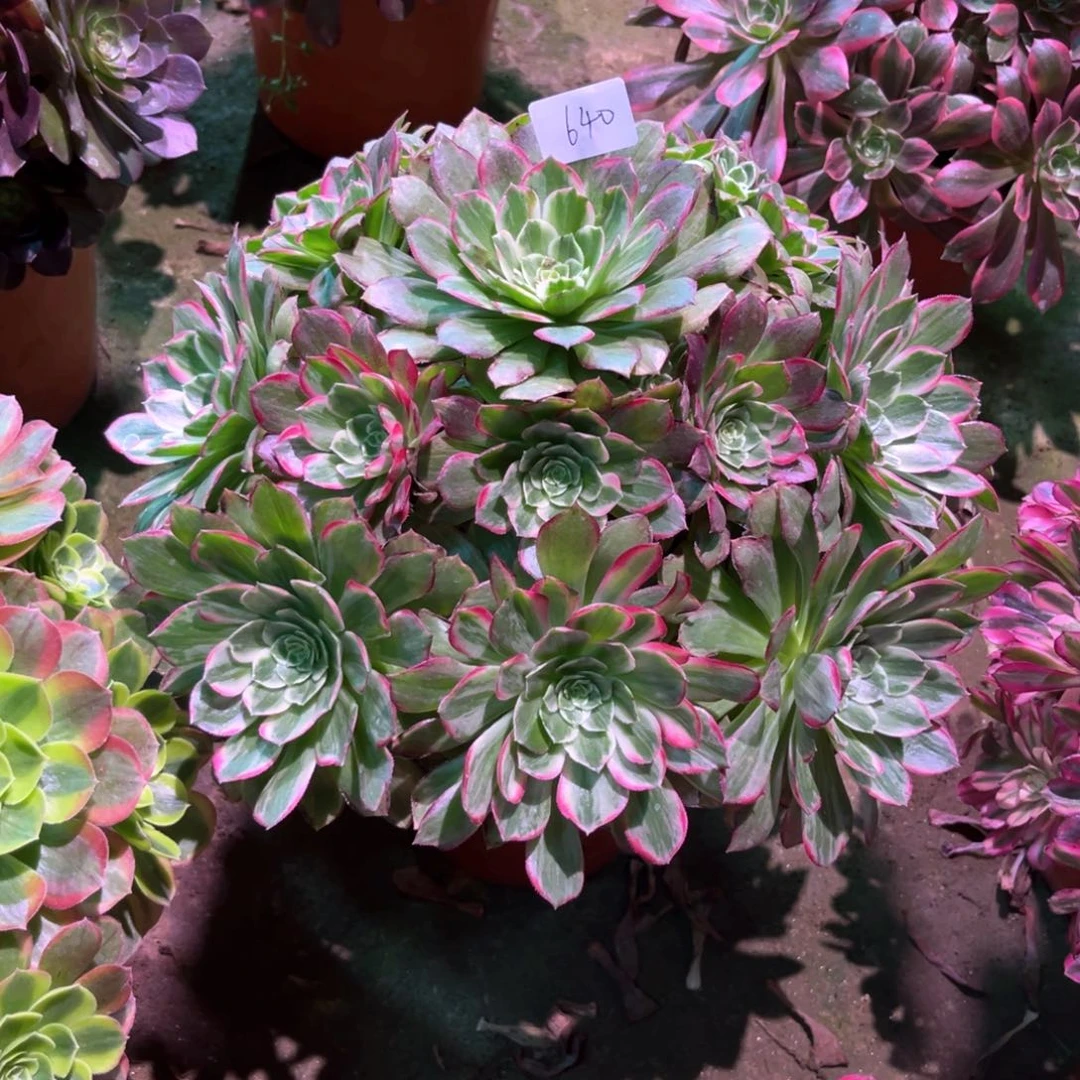 多肉植物莲花640