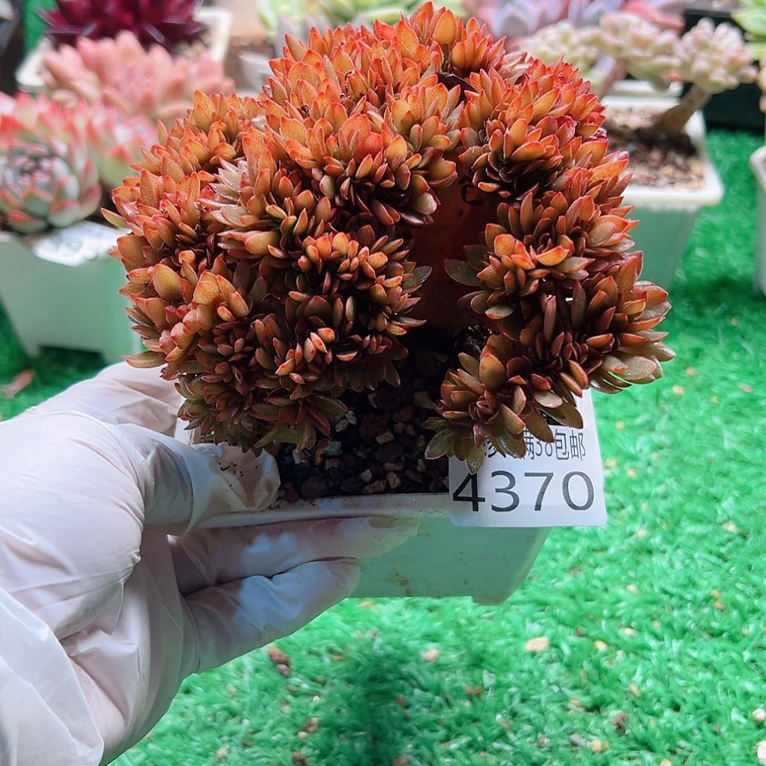 日***星无花朵多肉一物一拍植物4370