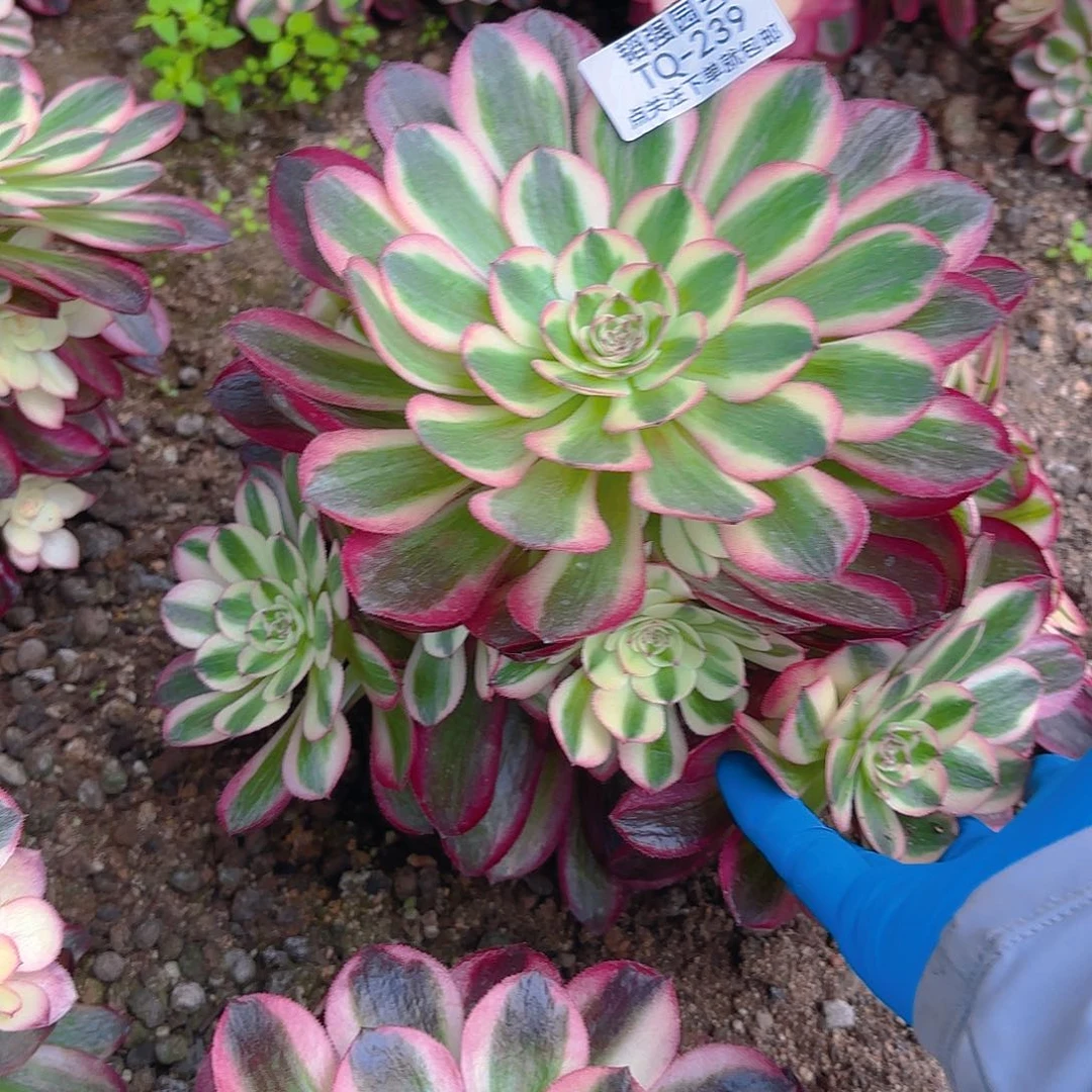 荔枝多肉植物六号239