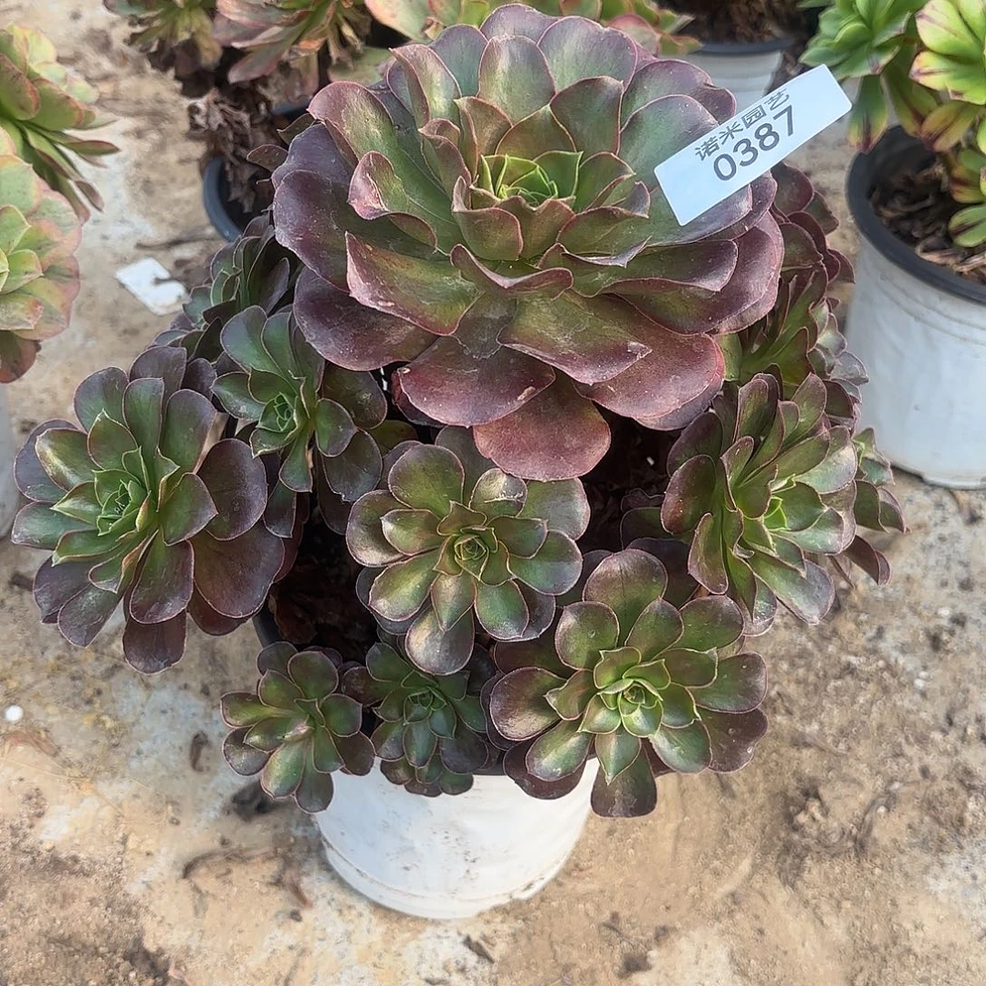 魅金手捧多肉植物387