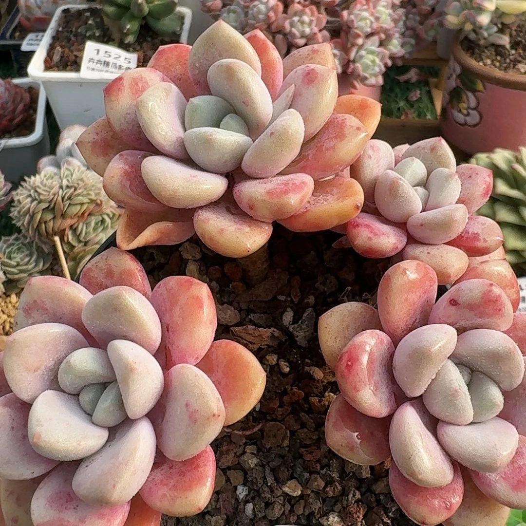 1408一物一拍（满28包邮）