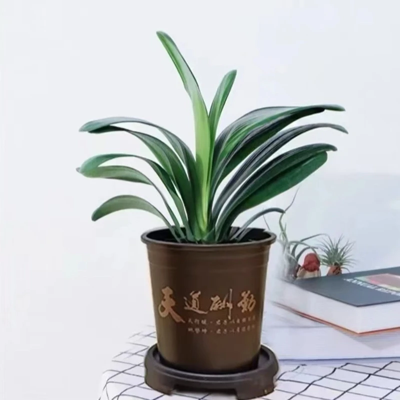 5一8片精品君子兰盆栽老苗四季常绿花卉易活净化绿植物室内