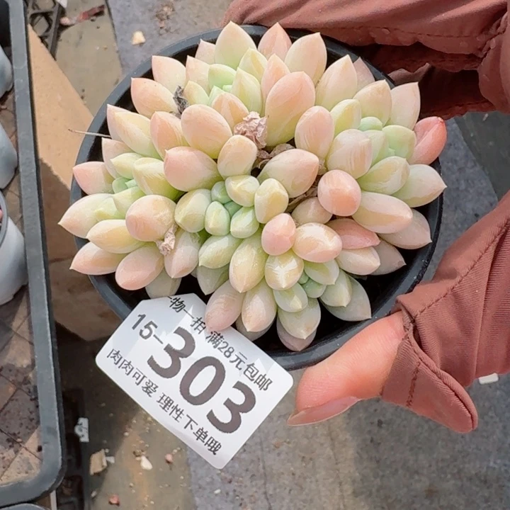 星空美人无盆土发货多肉多