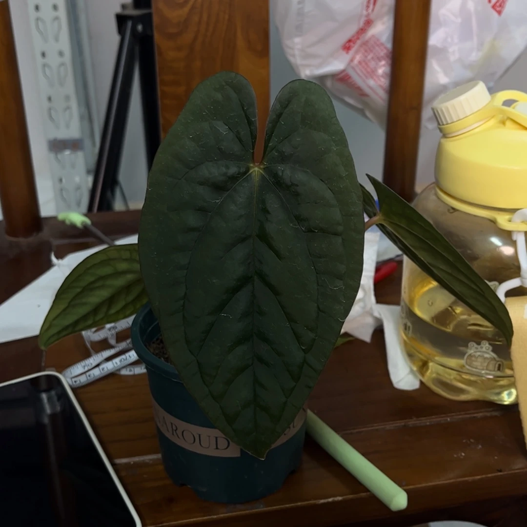 无花朵奢华杂（6890）