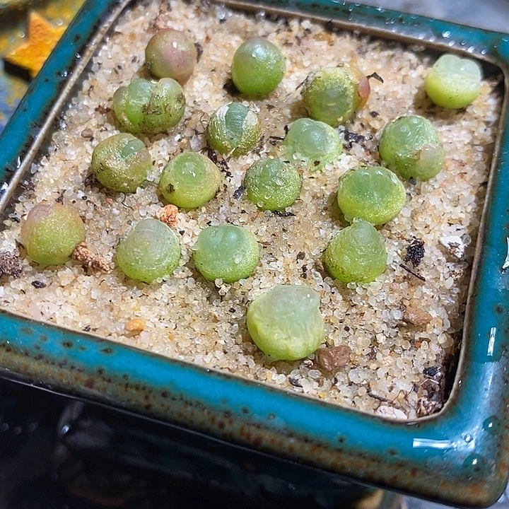 拉登0.6-0.8一颗。