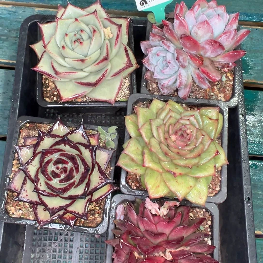 多肉一物一拍0119-391