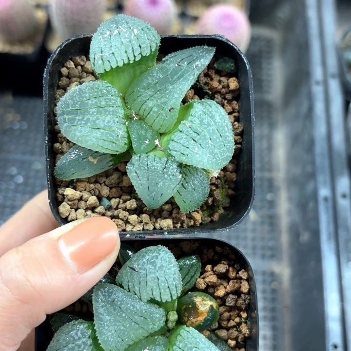 微遐思天空之境多肉植物