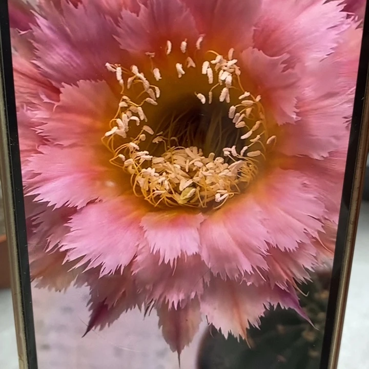 彩草羽毛1号带根6公分左右