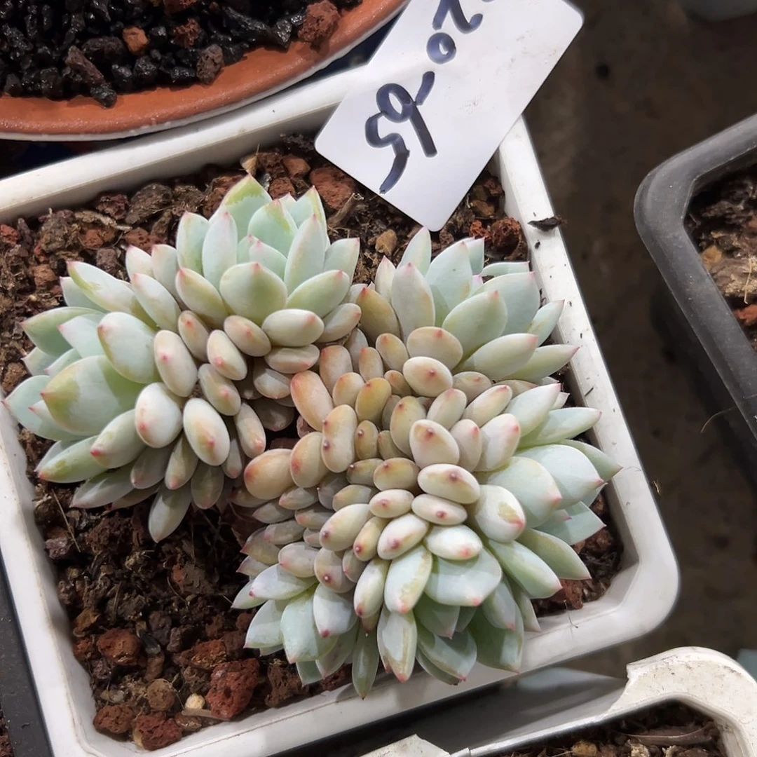 220-65星星橙多头多肉