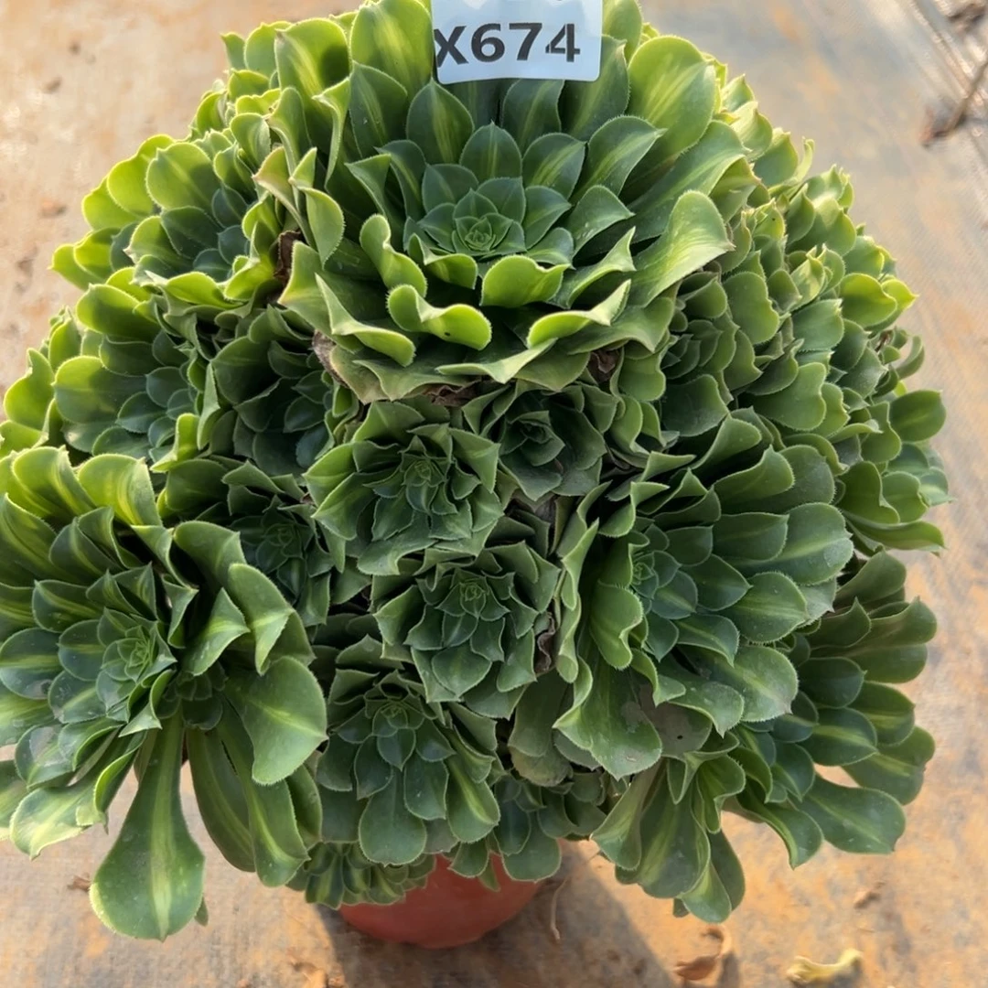 674绿杨蓉中斑，满20包邮