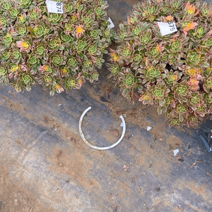 M****苑多肉甜茶法师2颗874.875