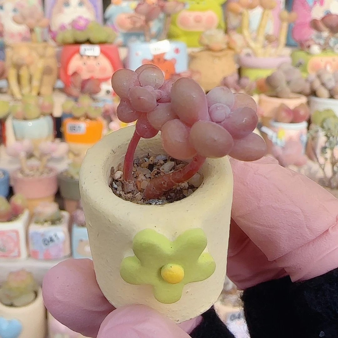 双头小桃蛋 盆口2cm