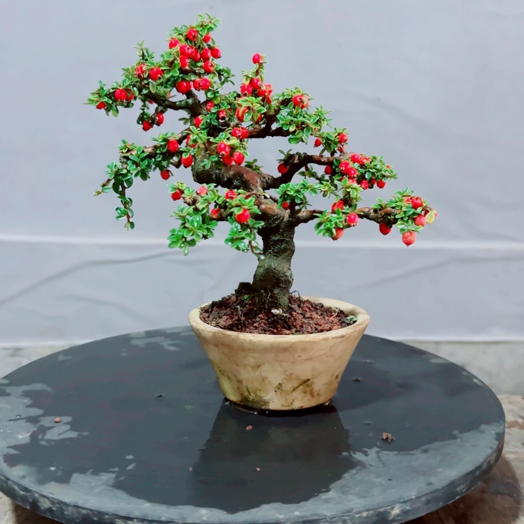 山***人白花小叶珍珠栒子