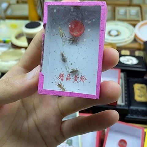 小黄蛉4盒活动———