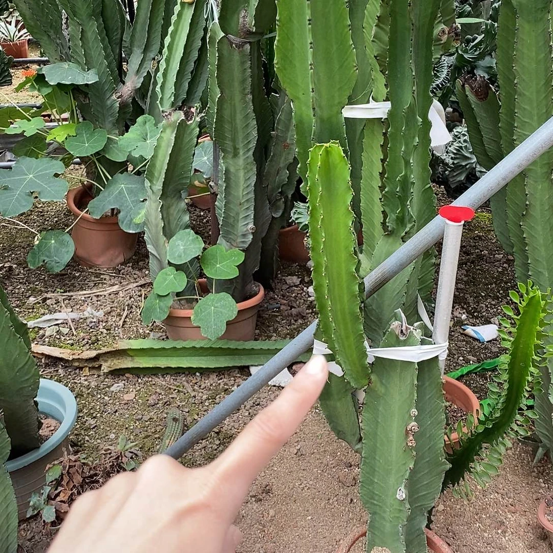 大戟阁现砍侧枝高40-50公分一颗 阴凉处凉根