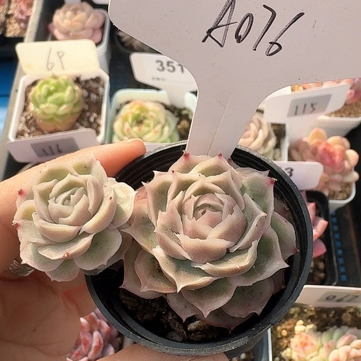 水晶虾饺多肉植物076