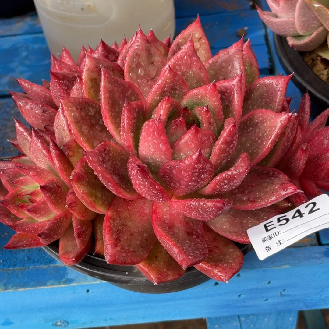 月***。无花朵若如东云单拍E542