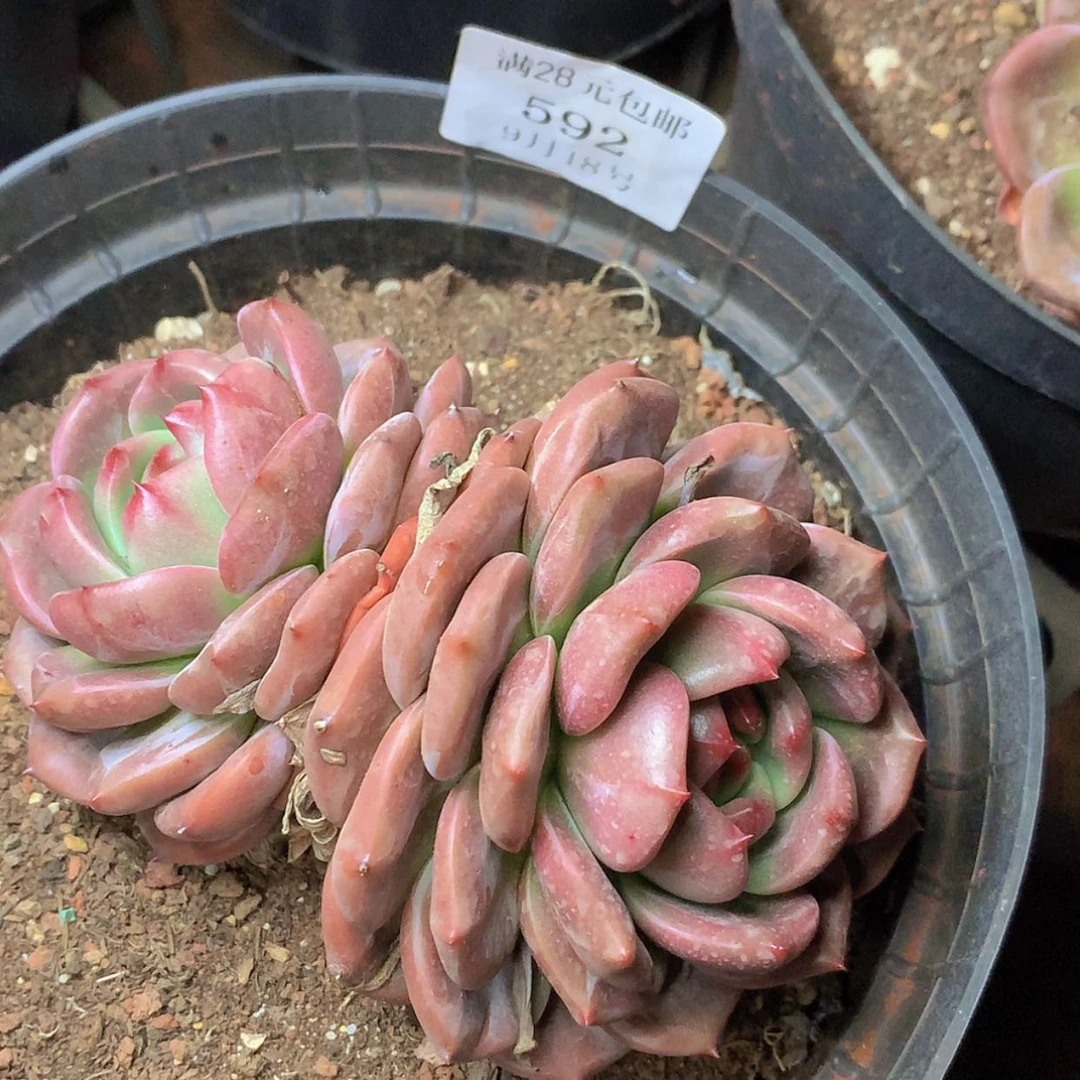 【闪购商品】云592号Q橙9厘米