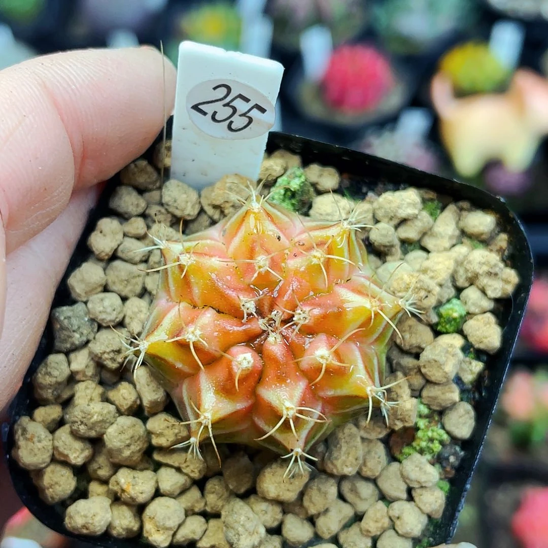 向**生非偏远地区满25包邮仙人球