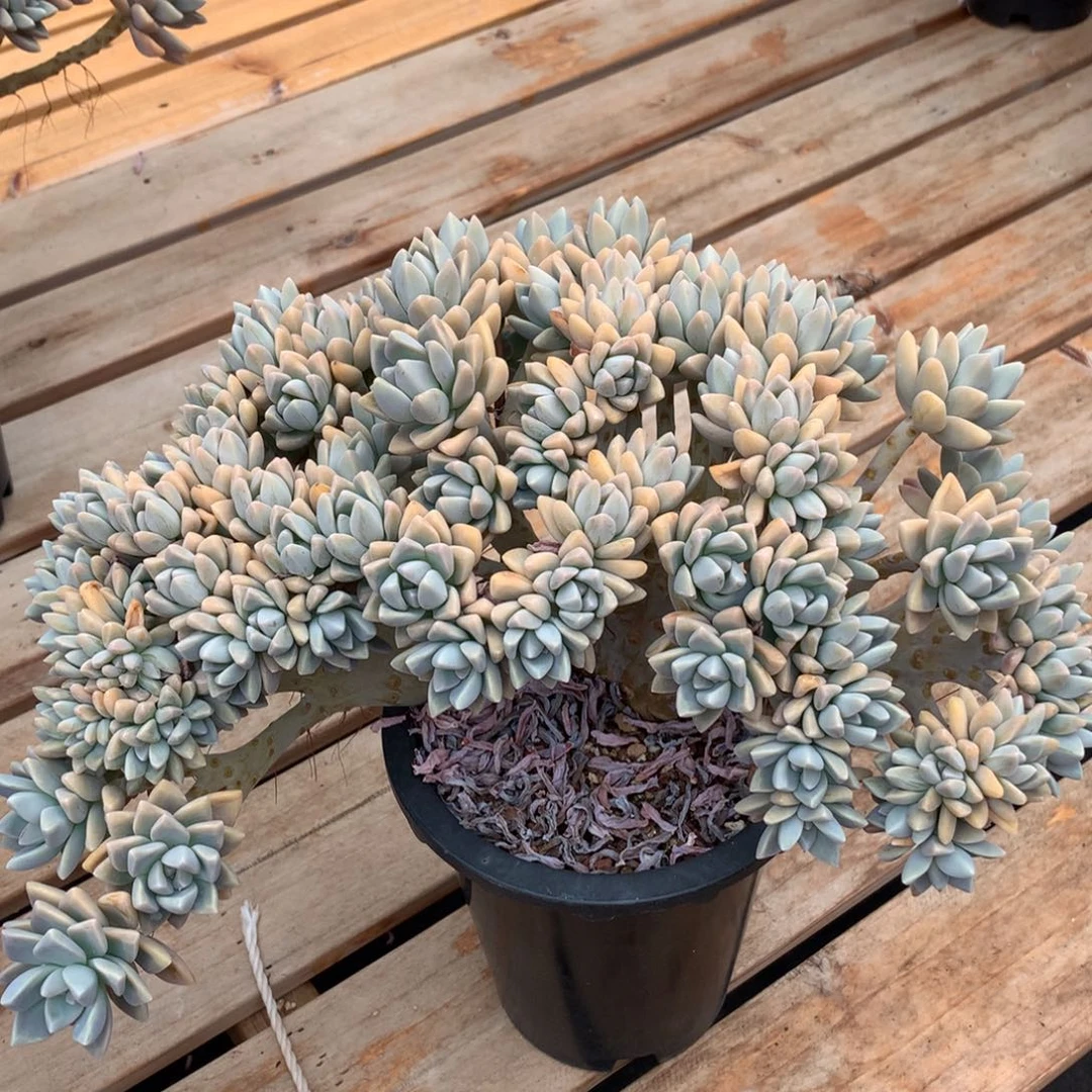 多肉植物 一物一拍