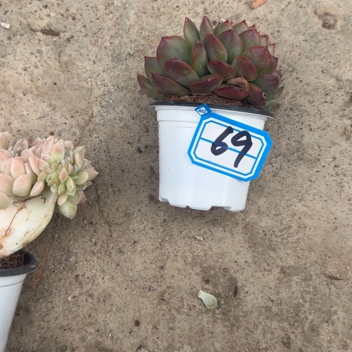 梅***～一物一拍东云杂多肉69