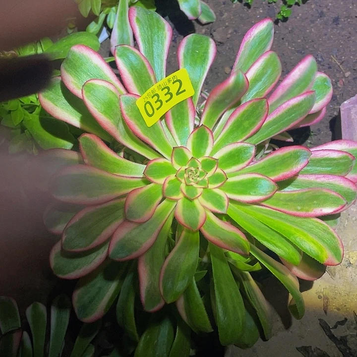 0332初恋花脸多肉植物