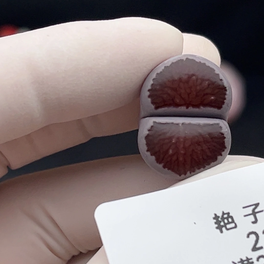 2179号一棵紫菊非常优秀