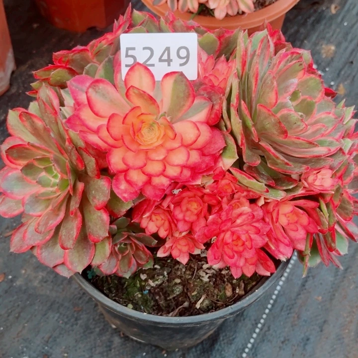 新品黑魔锦多肉发货