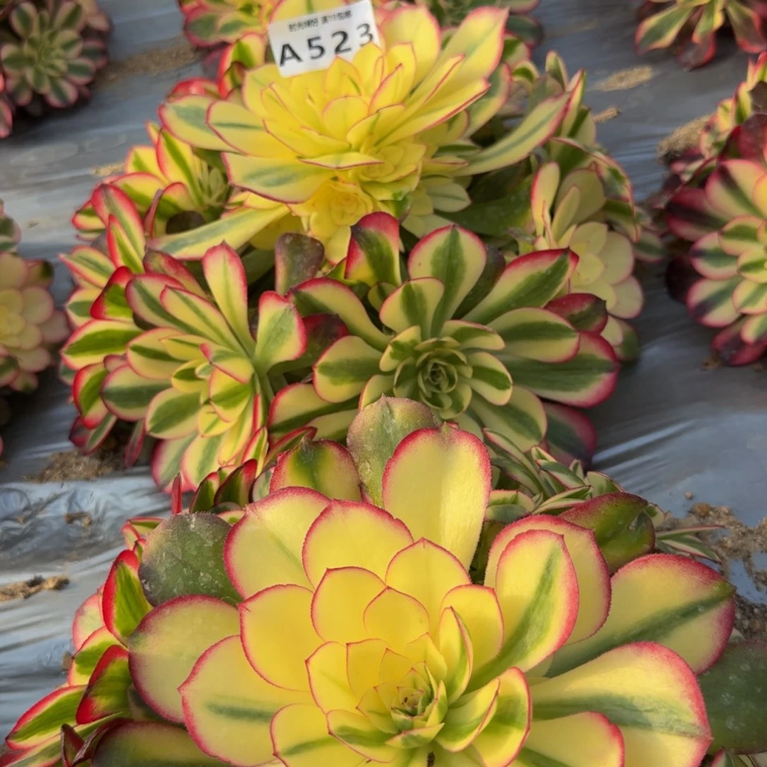 春***然523荔枝到秋。多肉植物