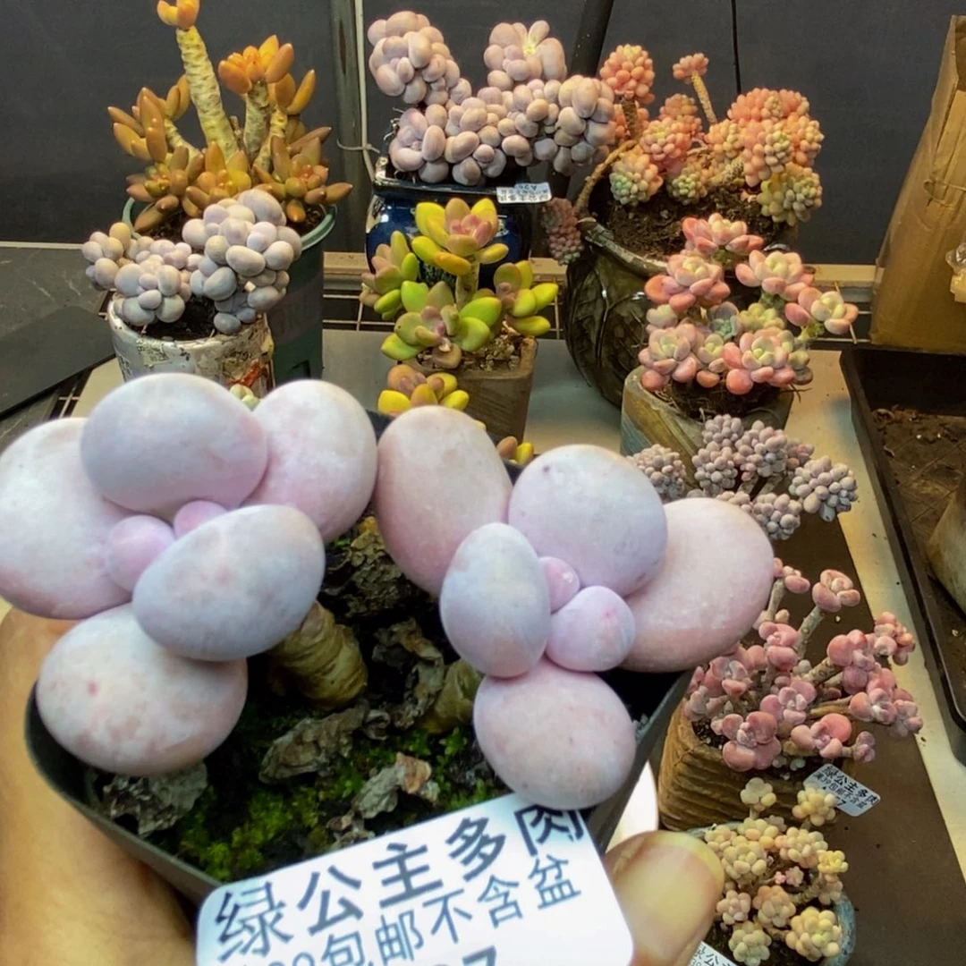 267水光针多肉7cm