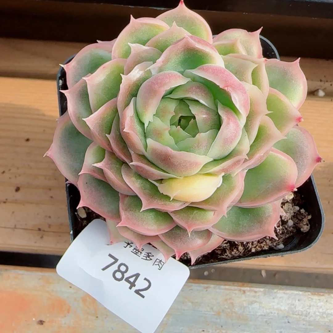 水晶虾饺，，7842多肉植物