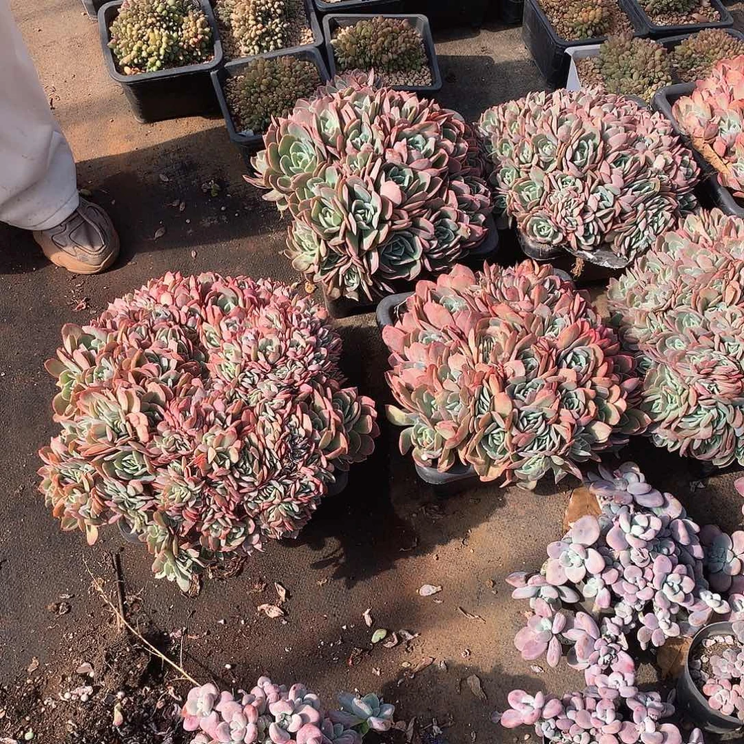 地栽绮罗20米  年底福利